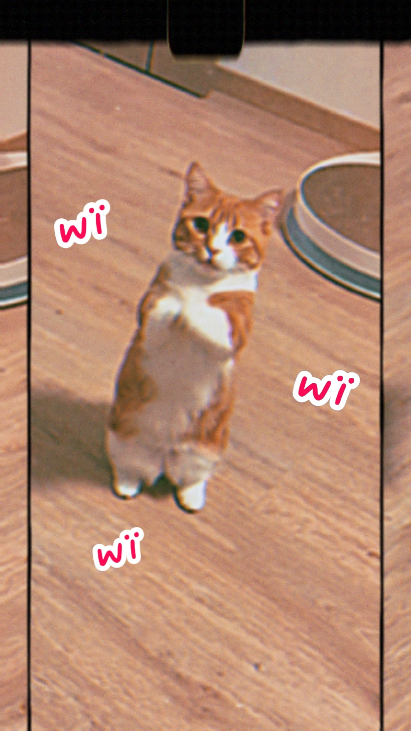 wiwiwi cat core