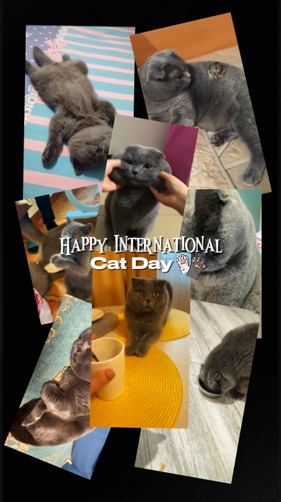 happy cat day