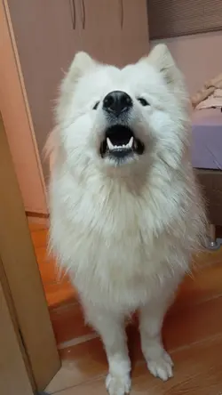 Dog moments