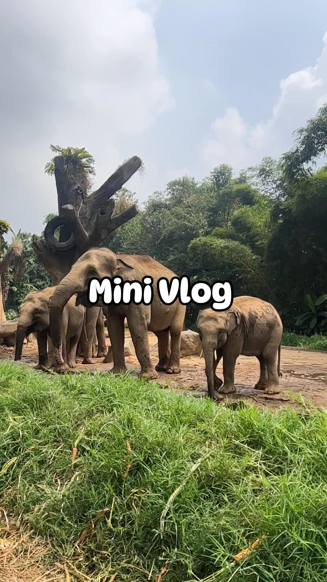 Mini Vlog curativo