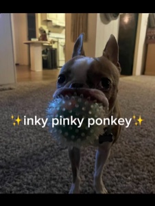 ✨Tintenfeiner kleiner Ponky✨