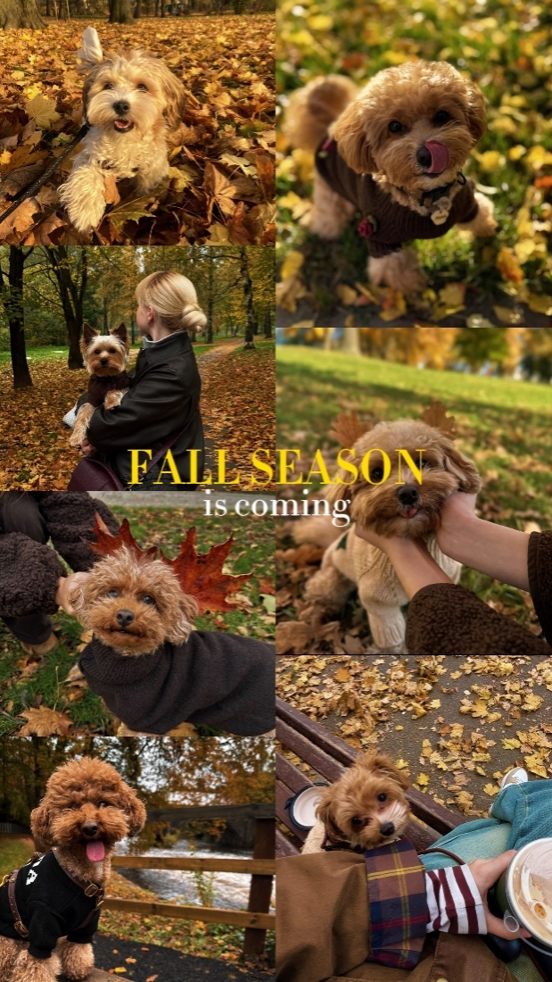 Saison d'automne 