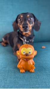 Squeaky toy