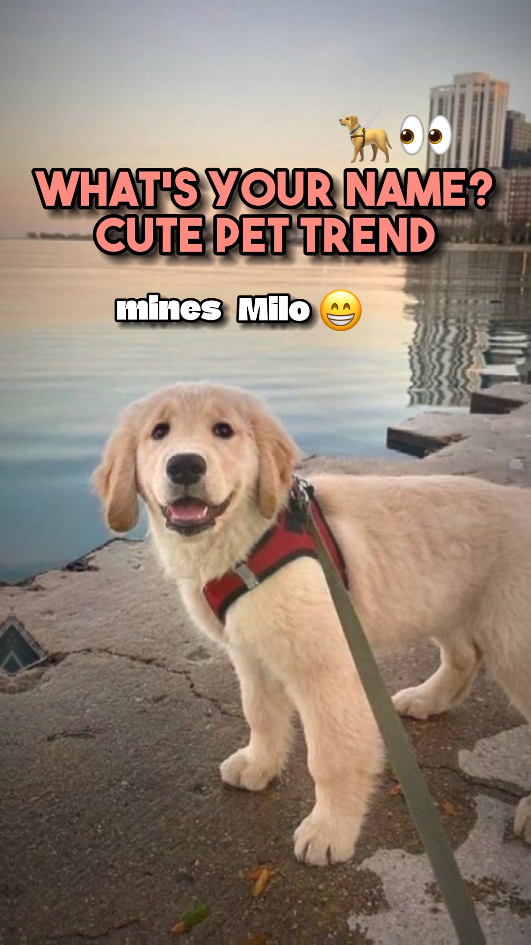 ¿Cuál es tu nombre?🦮❤️
