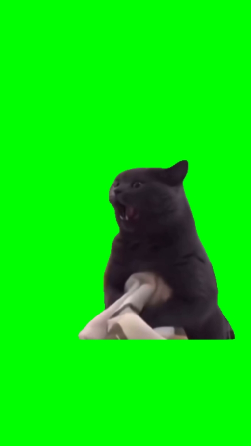 Devil cat 