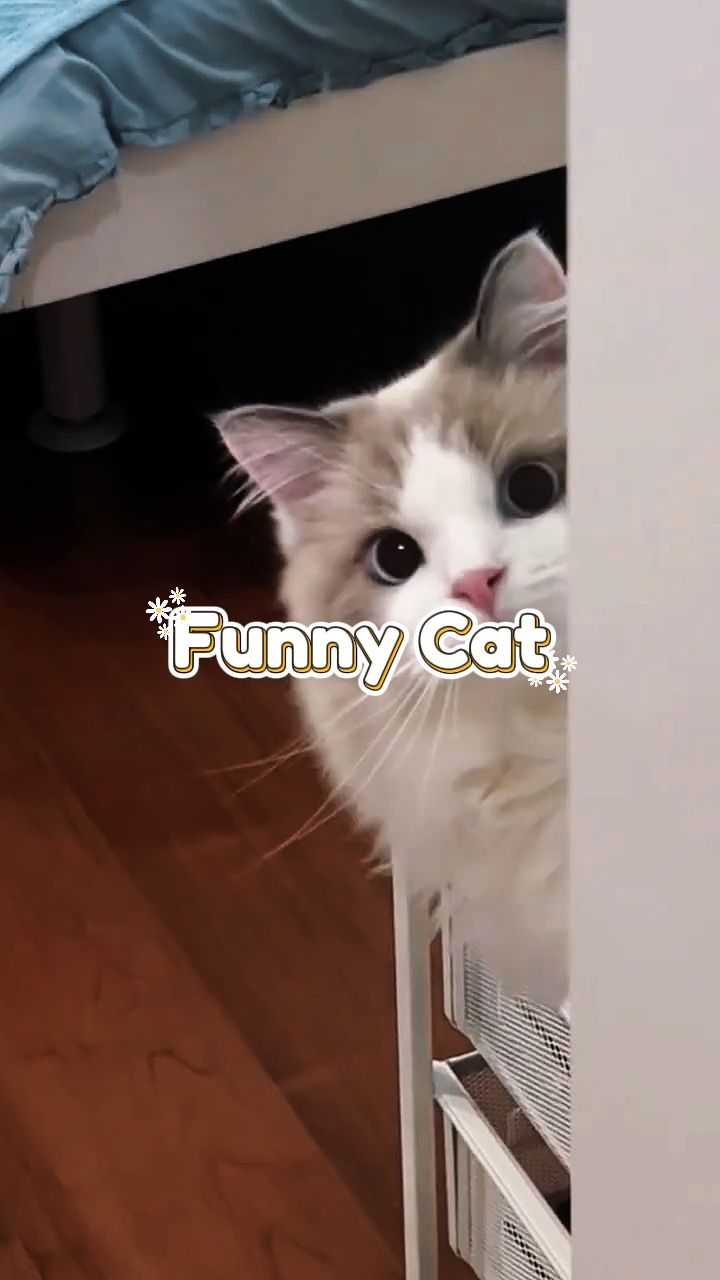 Komik Kedi