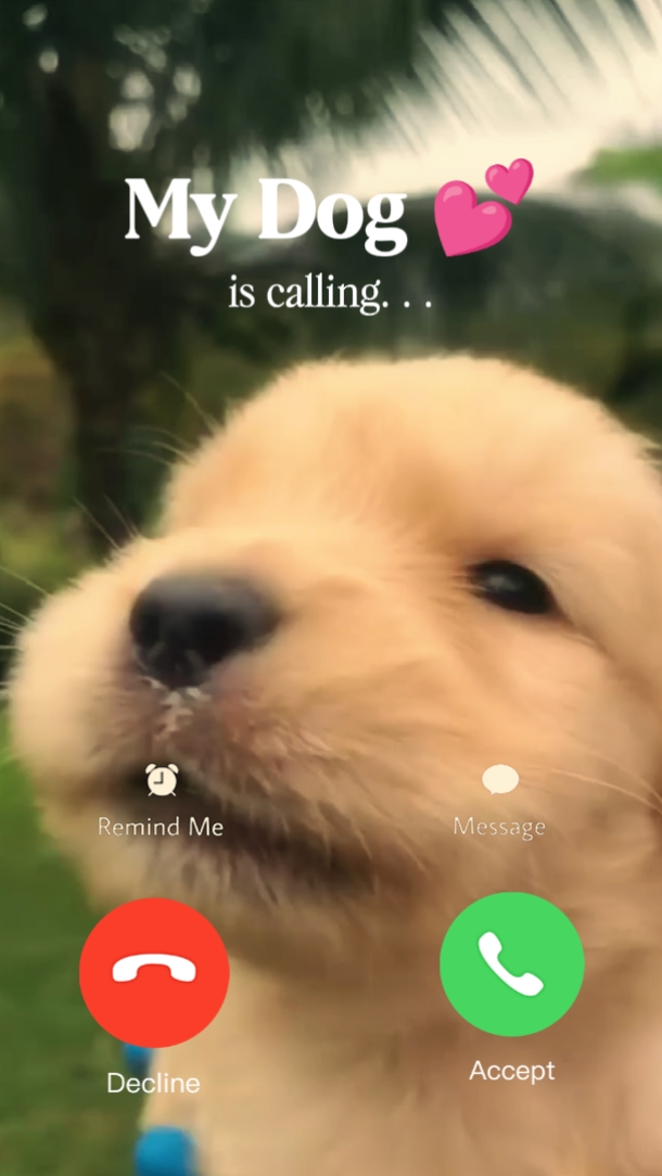 Köpeğim arıyor 