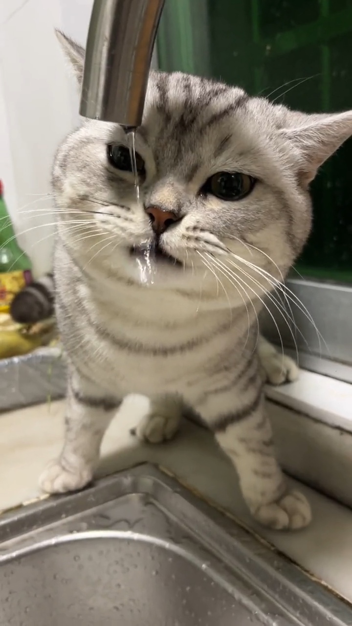 Clothing Pet TikTok Style