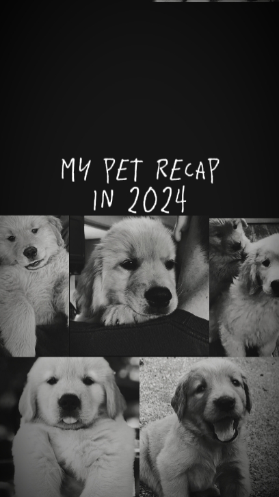Resumen de mascotas en 2024