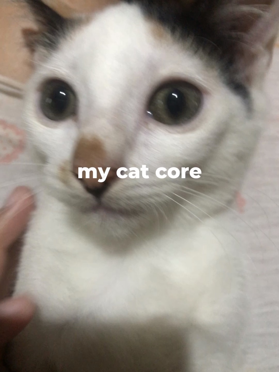 Kedi Çekirdeğim