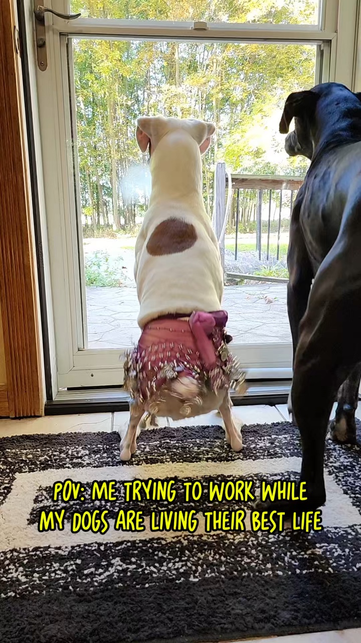 Pet Template