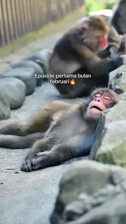 episode februari
