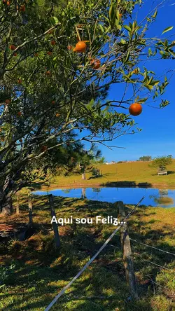 Aqui sou Feliz 🍃