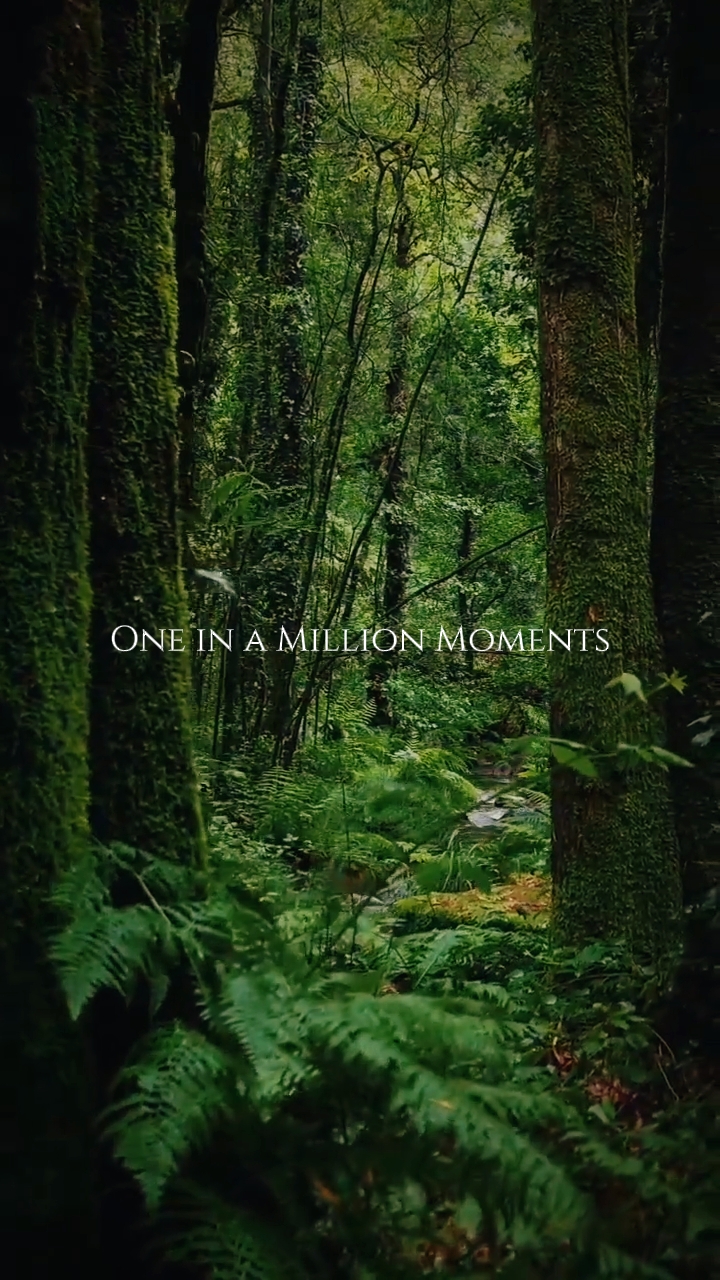 Nature Video Templat