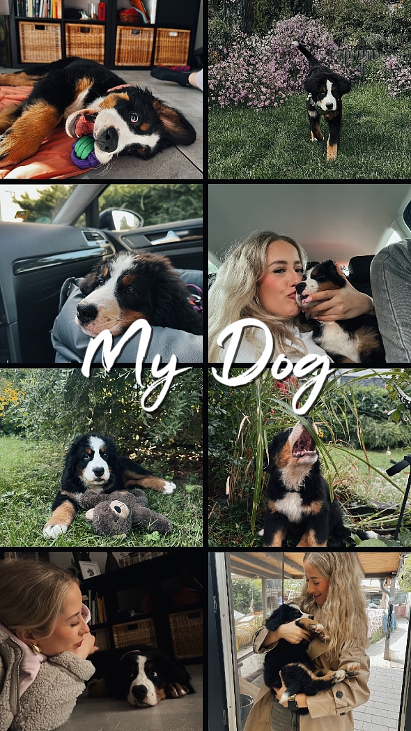 MY DOG
