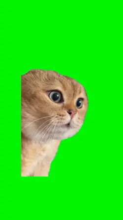 Singing Cat Meme