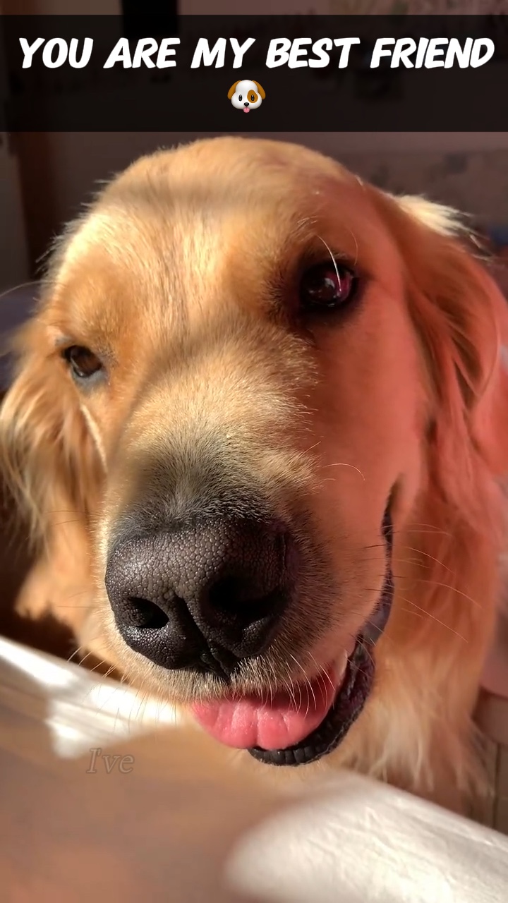 En İyi Arkadaş 🐶