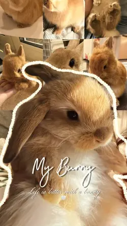 My Bunny