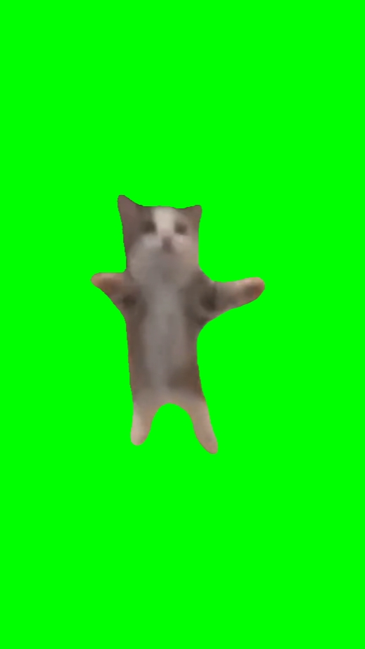 Gato feliz feliz