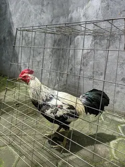 rooster