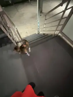 地域猫