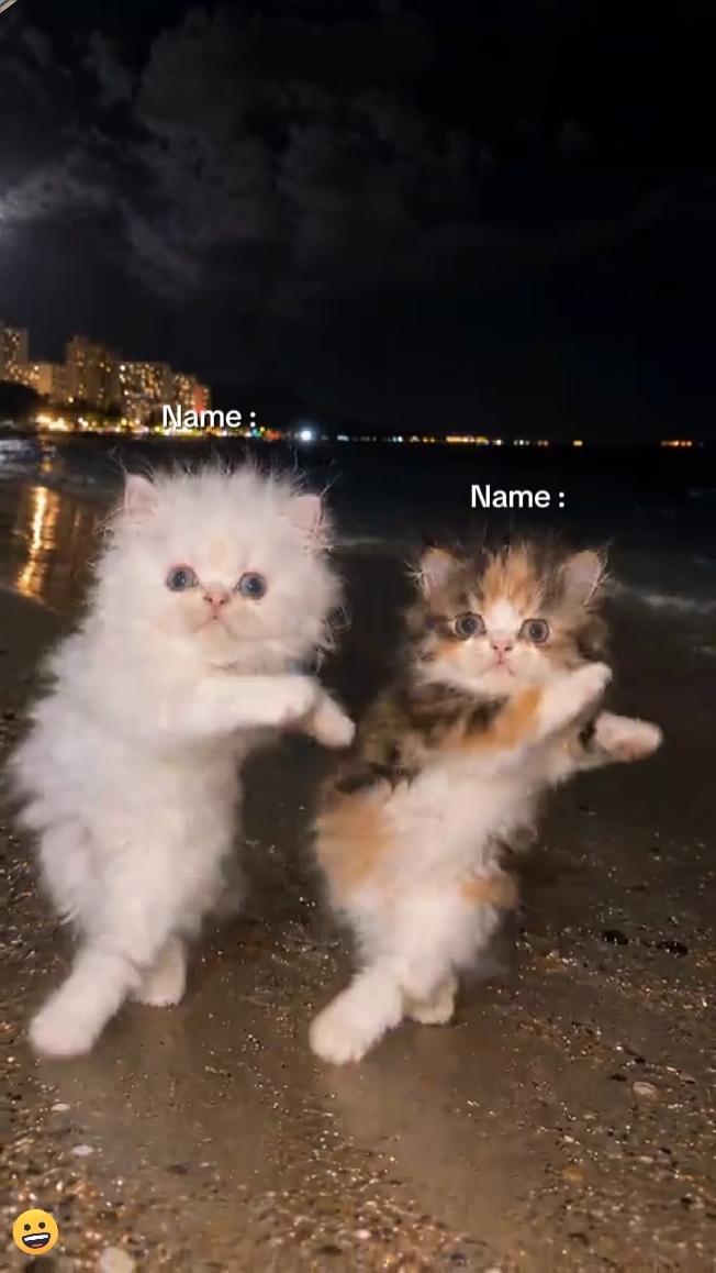 Cute Cat Trend 