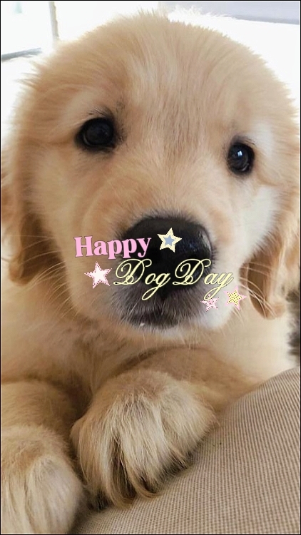 HAPPY DOG DAY