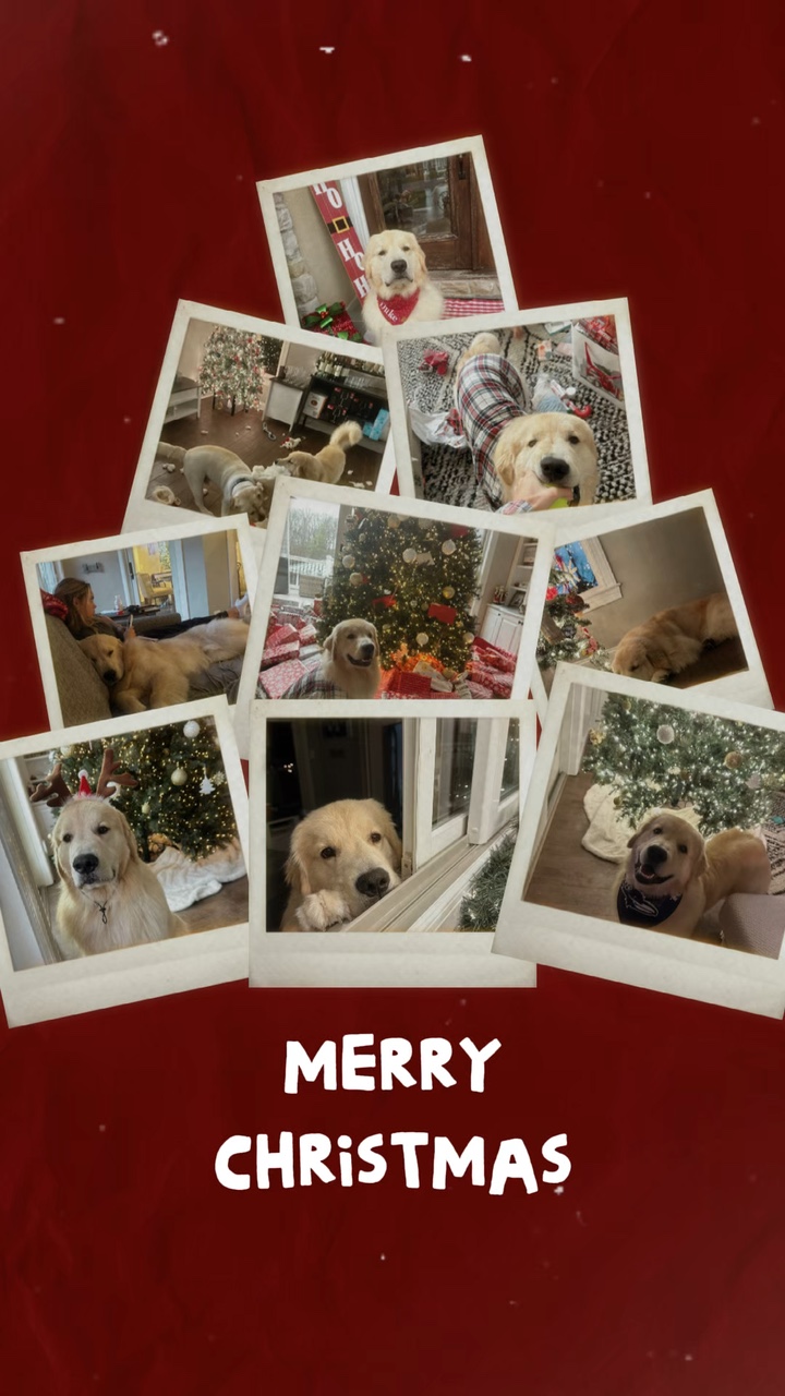 Cachorro de natal 🎄🎅🎅