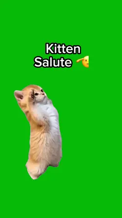 Kitten Salute π«‘
