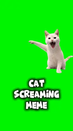 Cat Screaming Meme