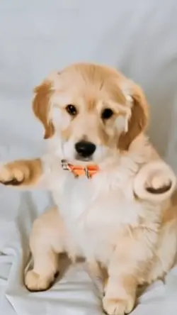 CACHORRO DANÇANDO 