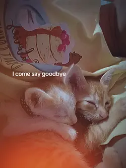 Goodbye 