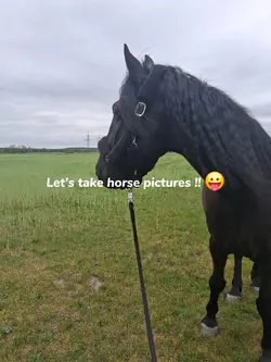 horse pictures 
