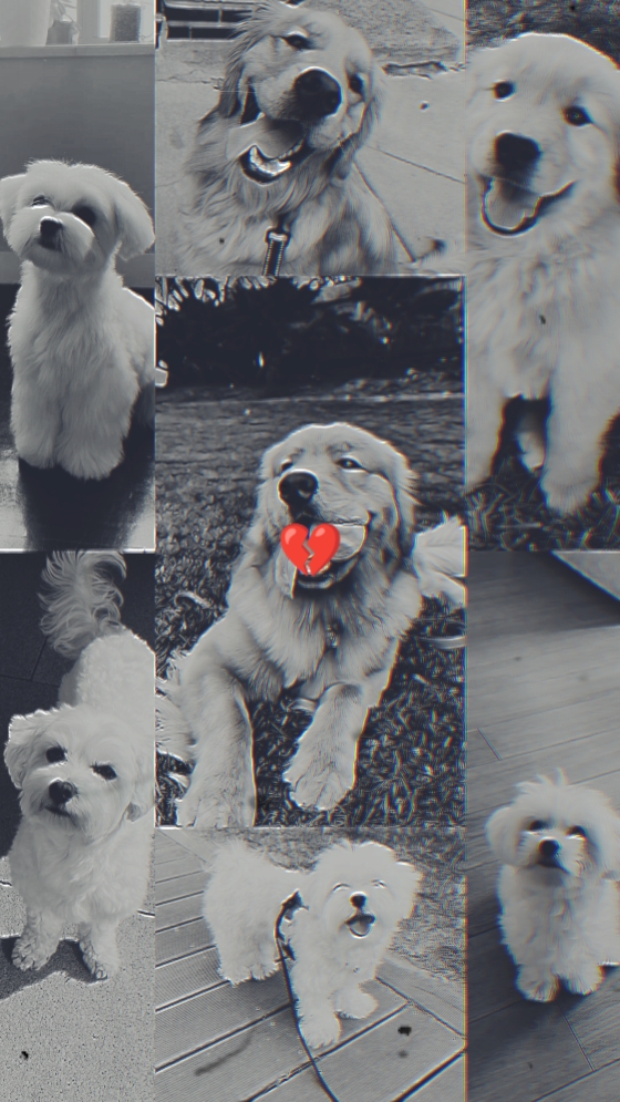 dog pet Rip 