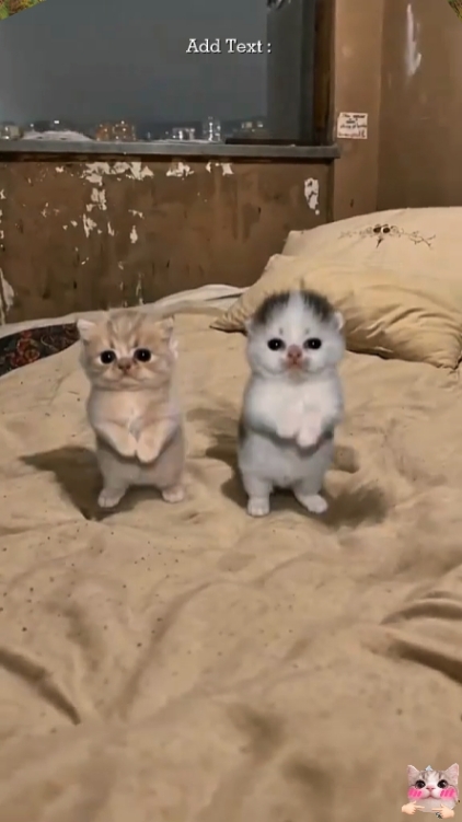 Süße Katze