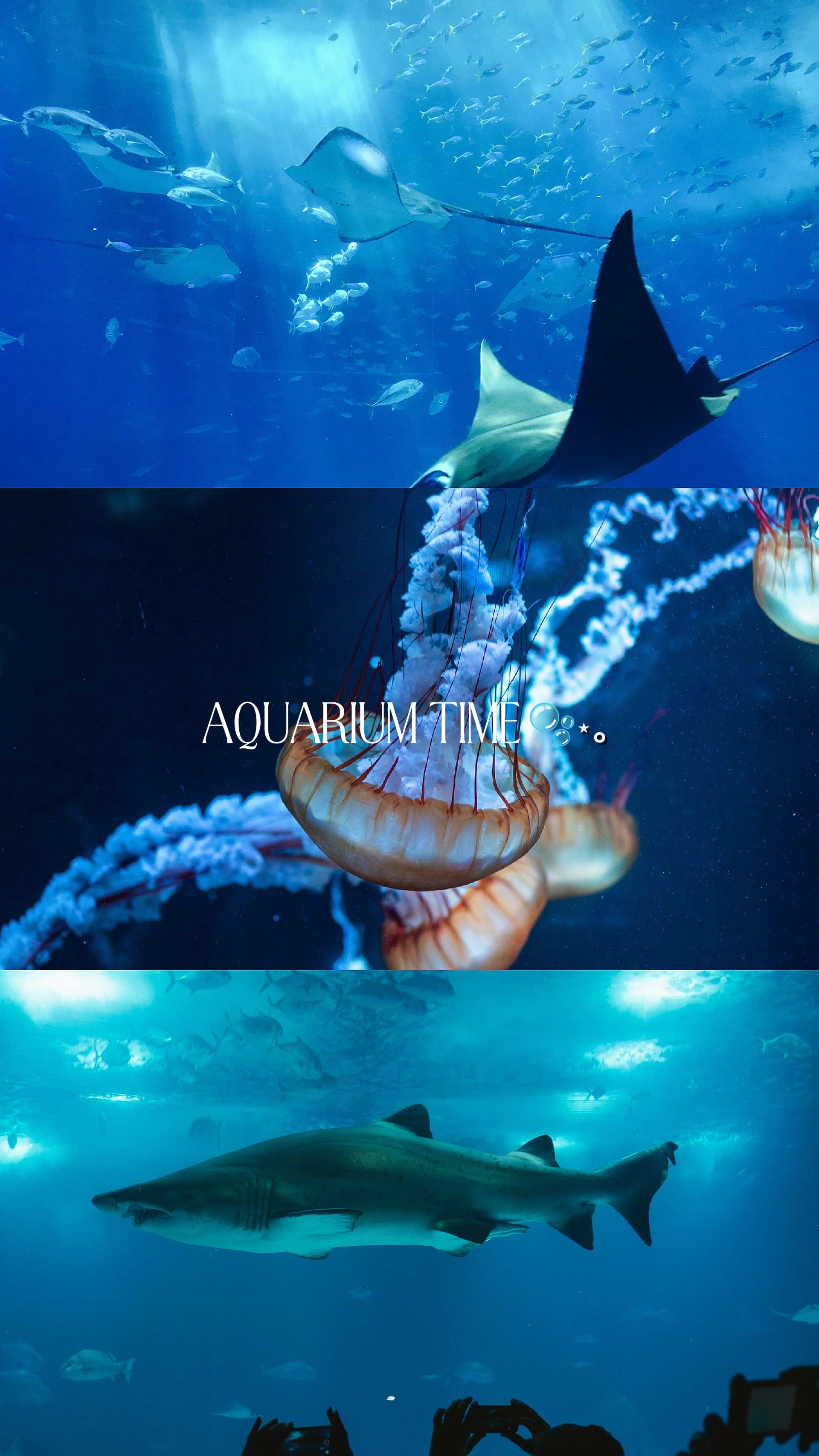 temps de l'aquarium