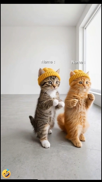 sevimli kedi