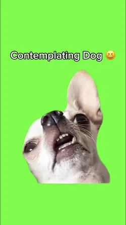 Contemplating Dog ๐คฃ