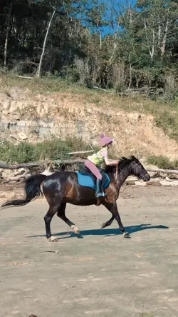 THE HORSE WAS CALLE