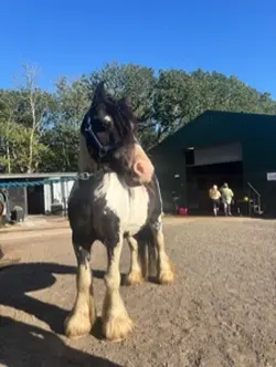 He’s 18hh I thin