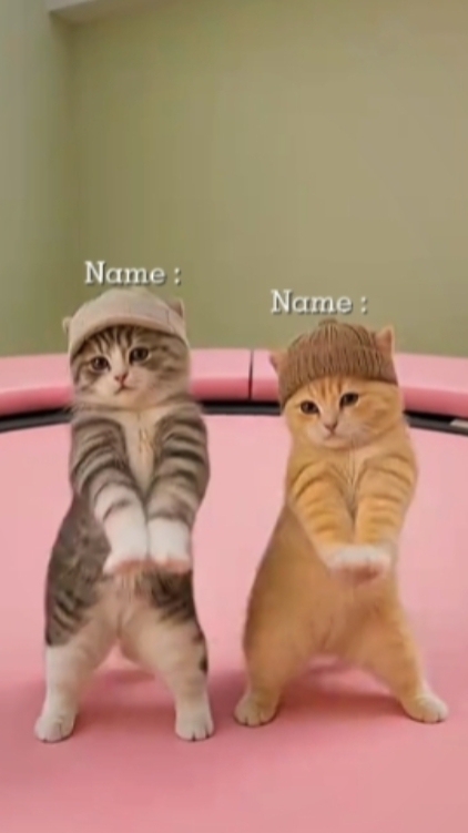 재미있는 고양이
