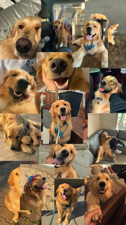 My dog