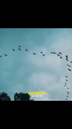 Regardless ( vocals