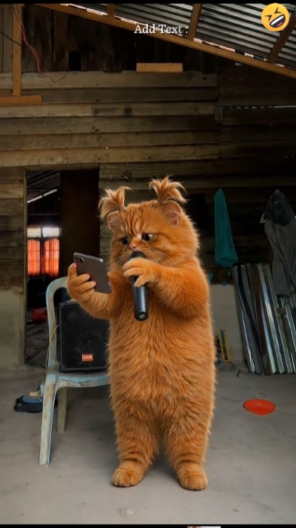 Gato engraçado