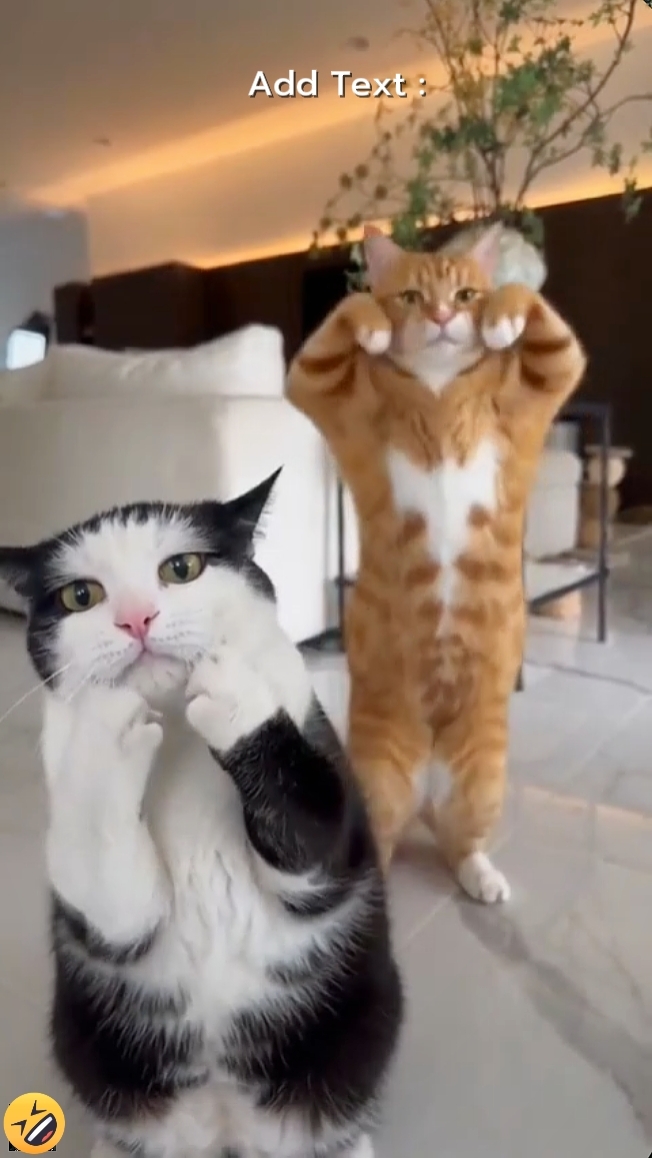 Tendência do gato de dança '