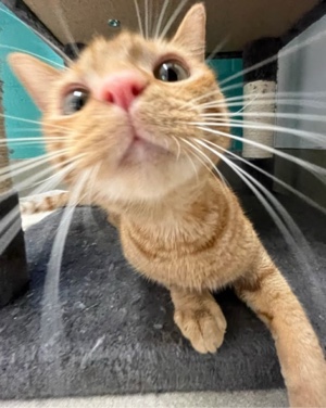 Kucing