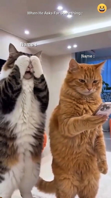 Lustige Katze. 