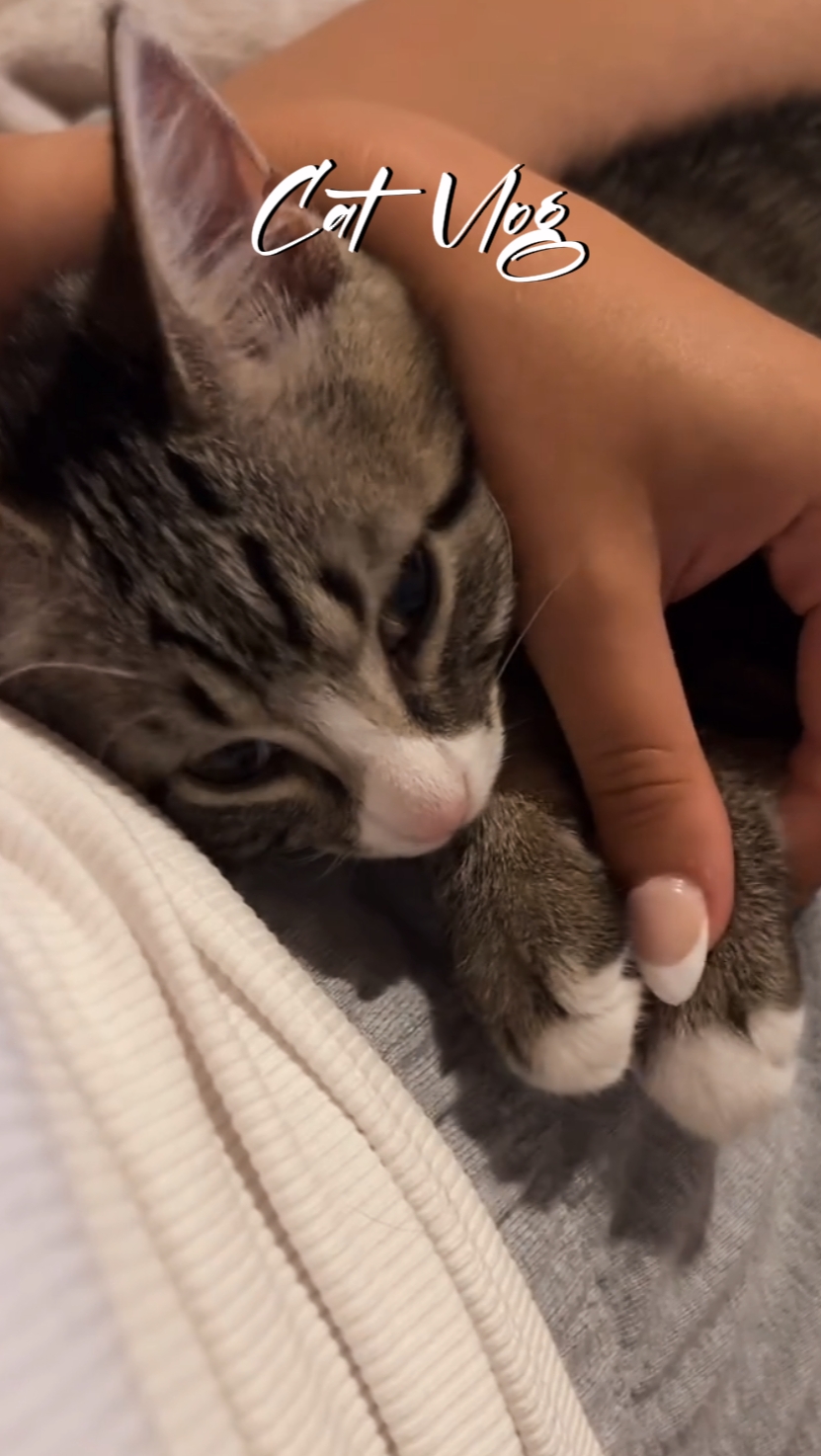 Vlog de gatos