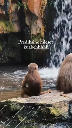 mleset kabeh
