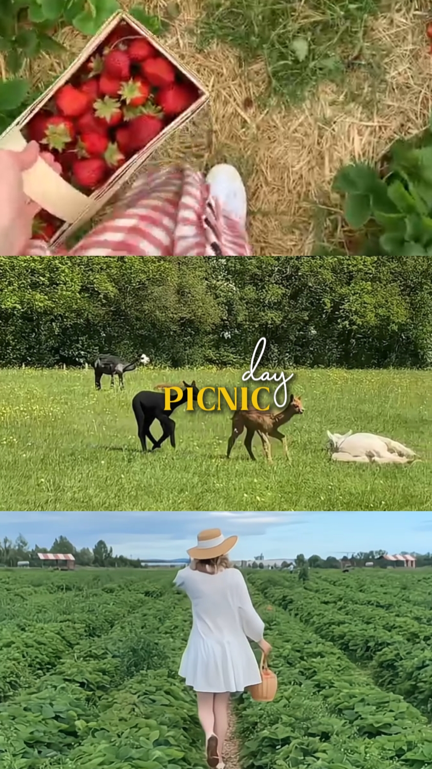 piknik günü